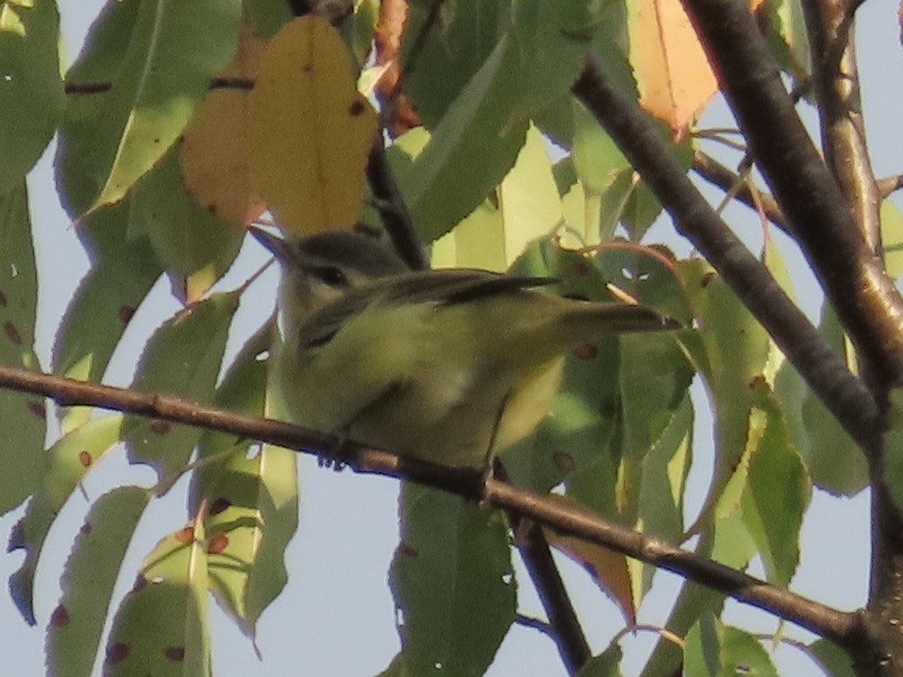 Philadelphia Vireo - ML642457311