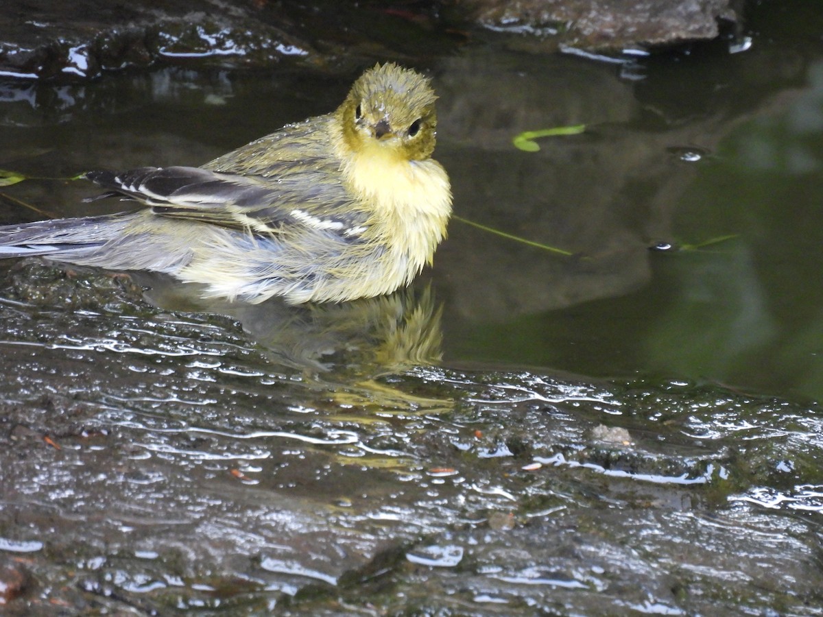svarthetteparula - ML642457317