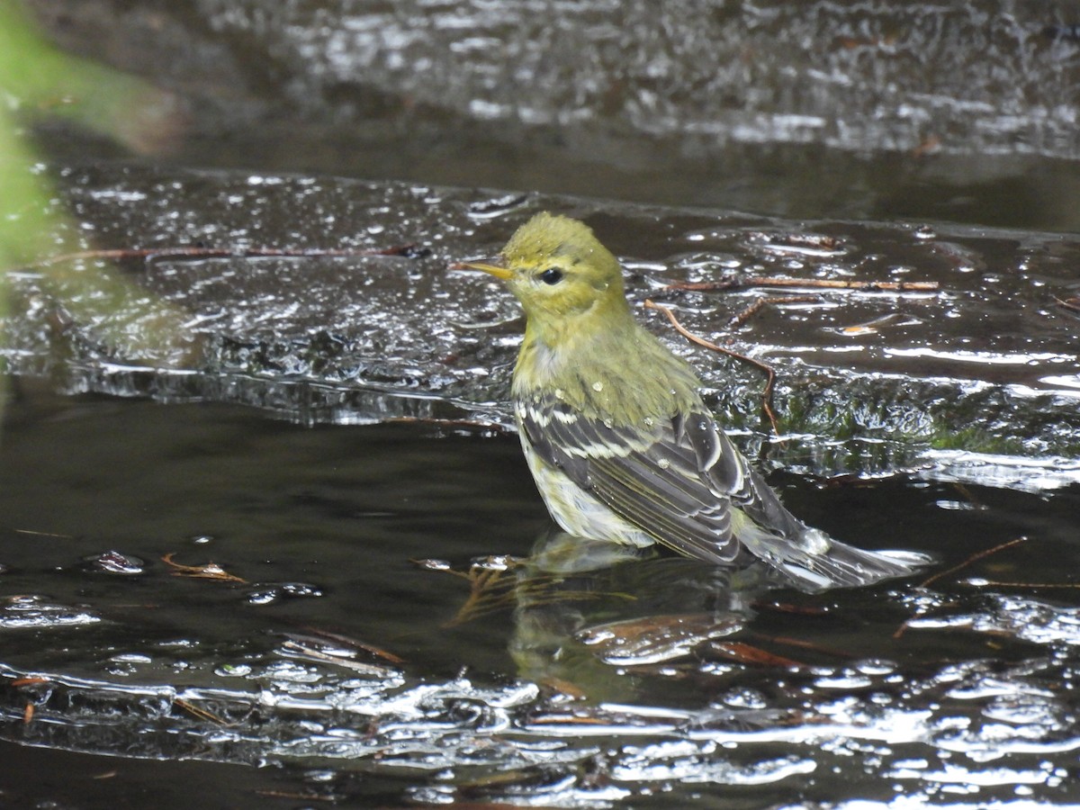 svarthetteparula - ML642457321