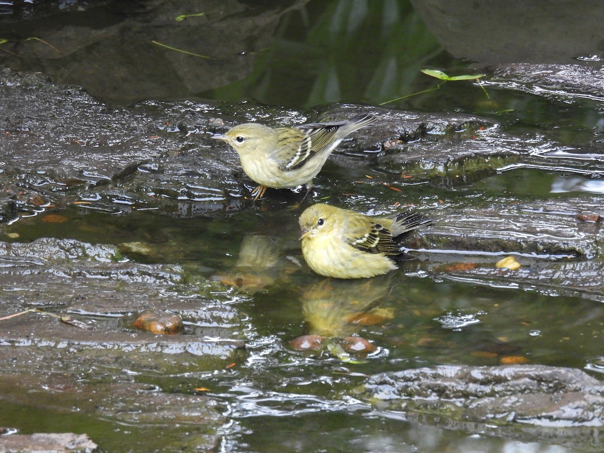 svarthetteparula - ML642457322