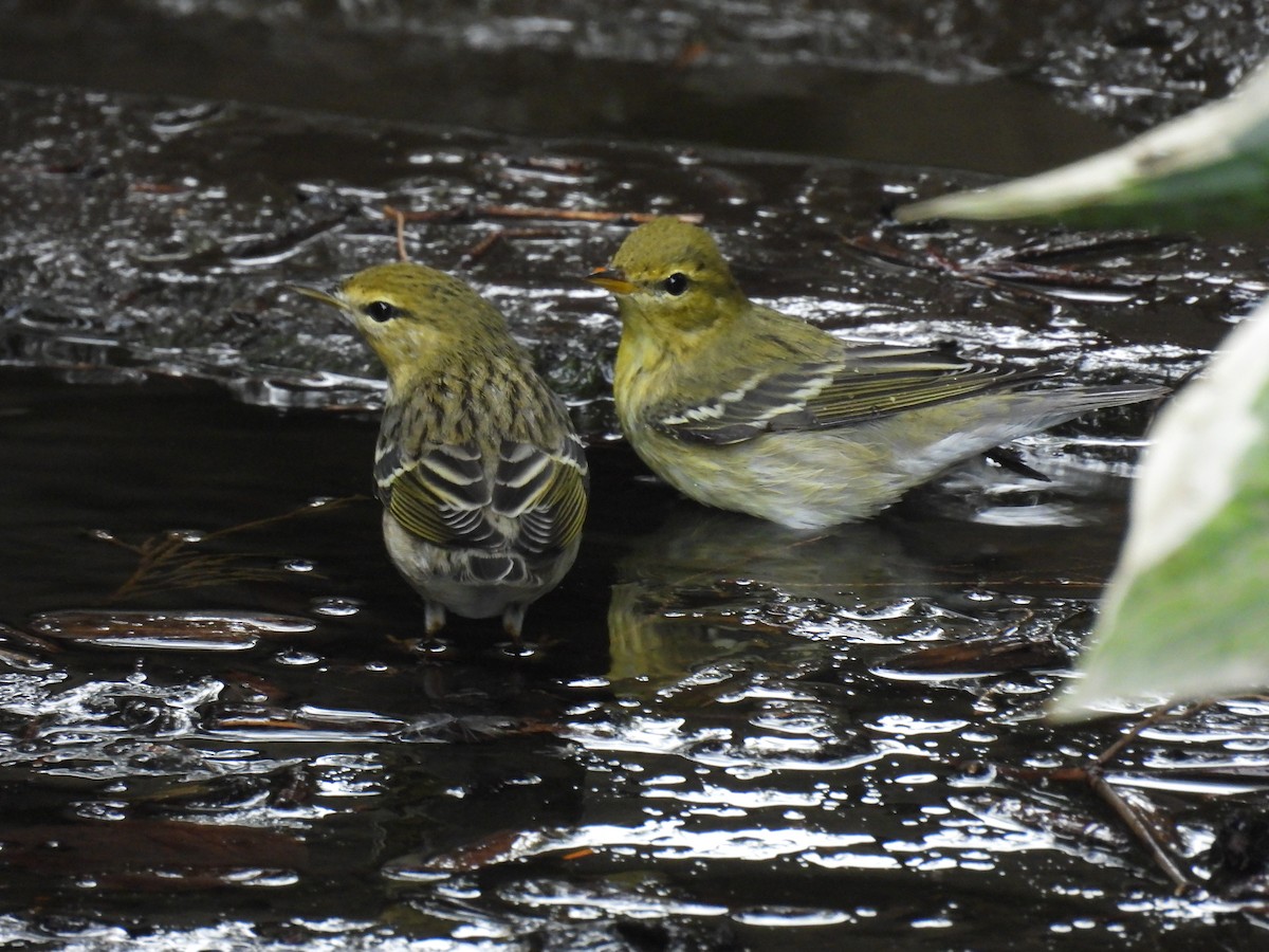 svarthetteparula - ML642457323