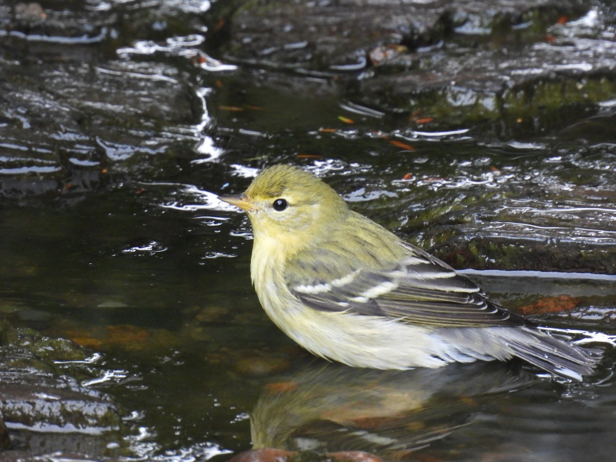 svarthetteparula - ML642457324