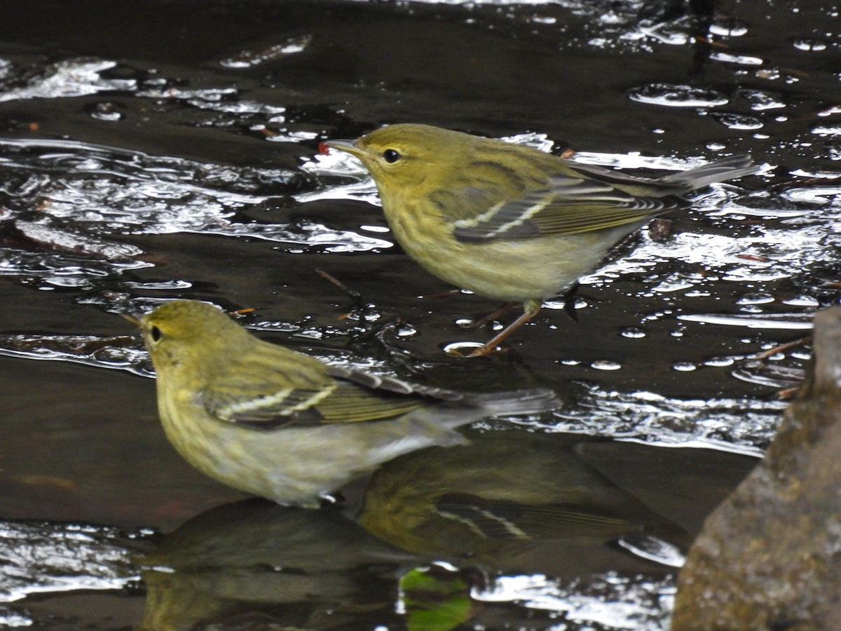 svarthetteparula - ML642457325