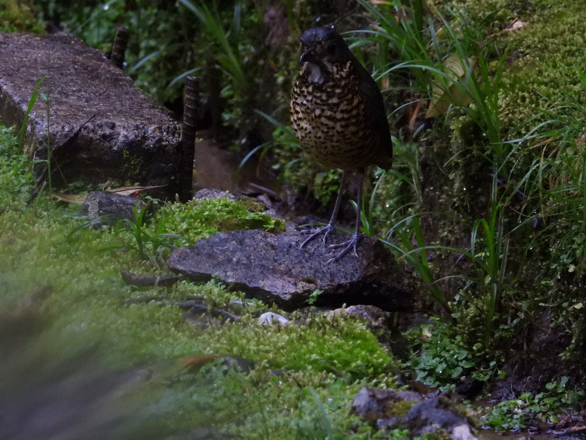 Undulated Antpitta - ML642457344