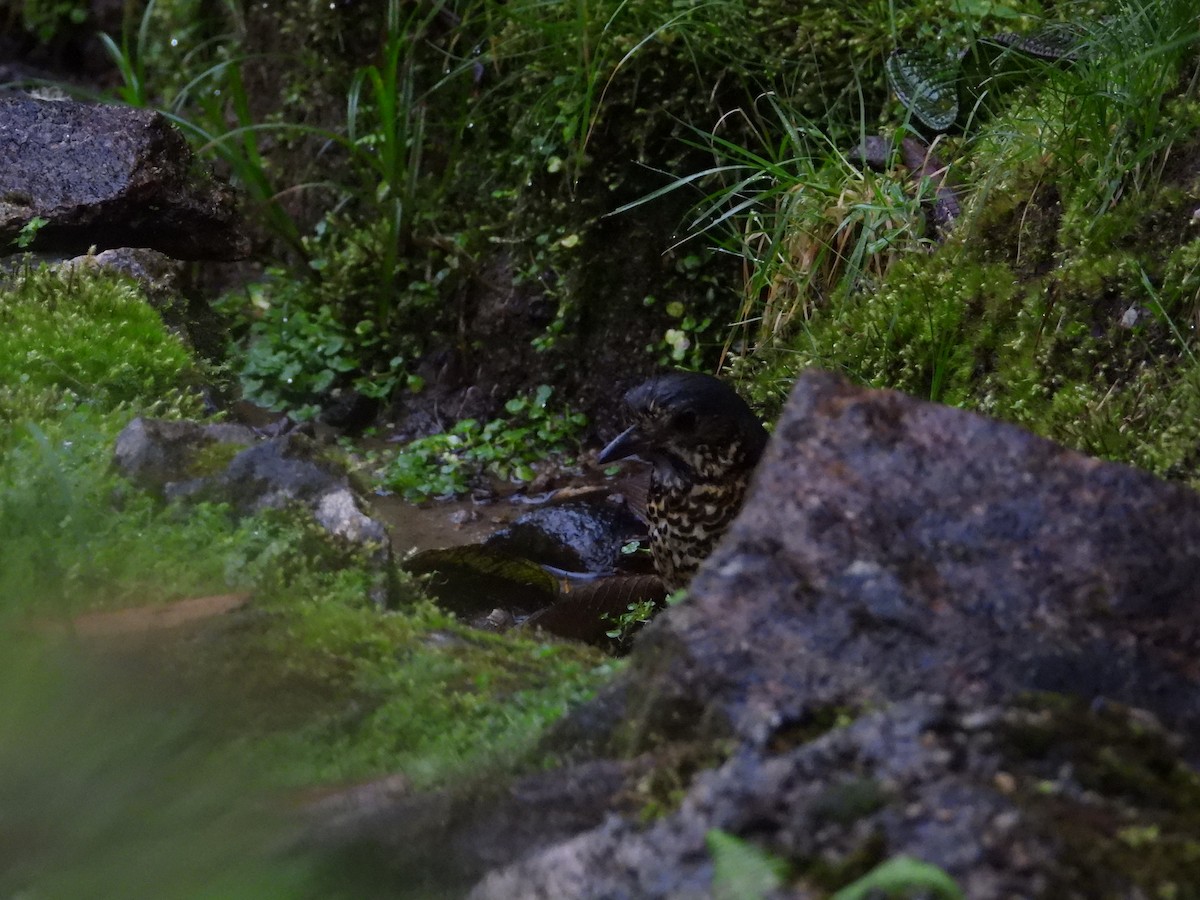 Undulated Antpitta - ML642457345