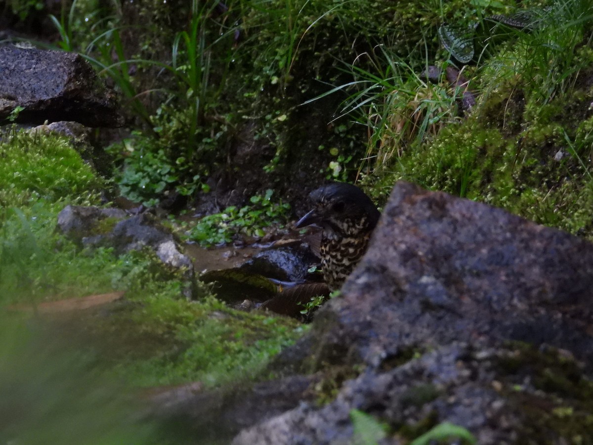 Undulated Antpitta - ML642457347
