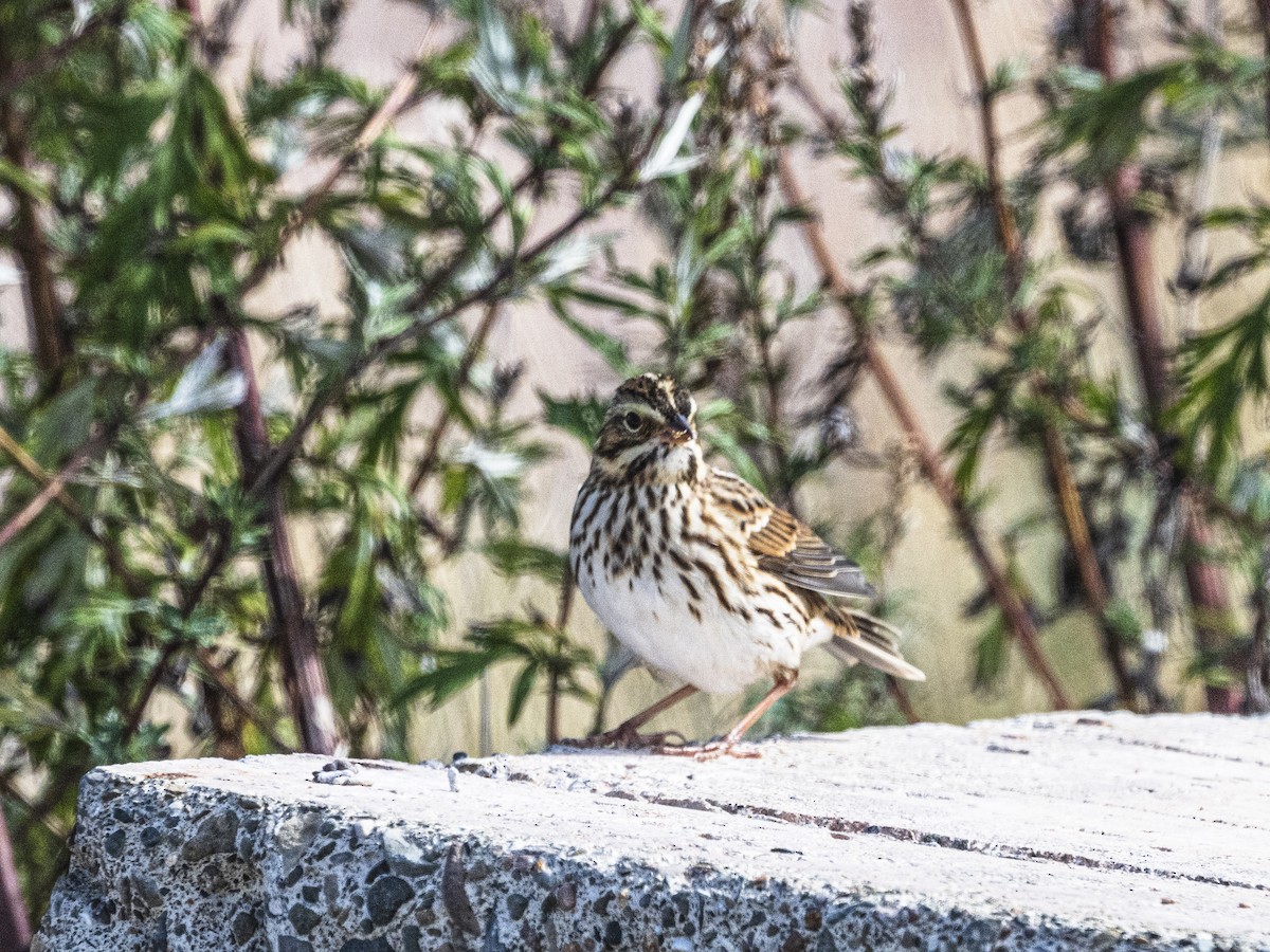Savannah Sparrow - ML642457358