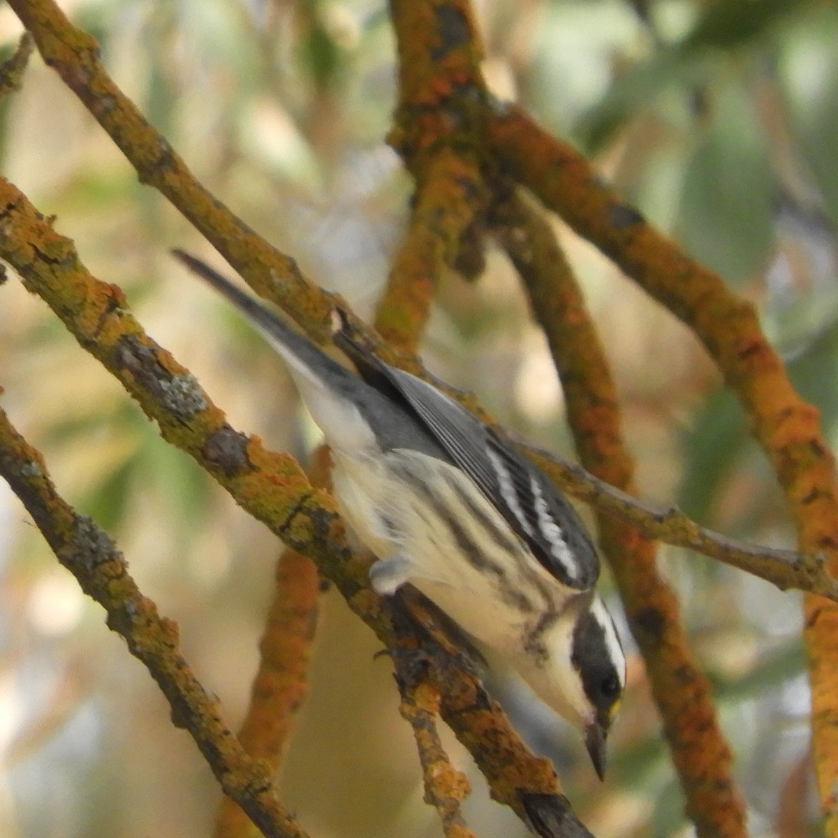 Black-throated Gray Warbler - ML642457359