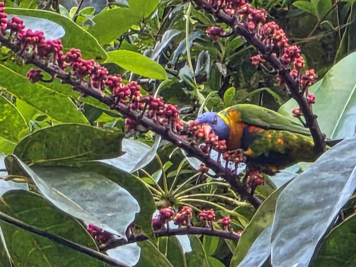 Rainbow Lorikeet - ML642457360
