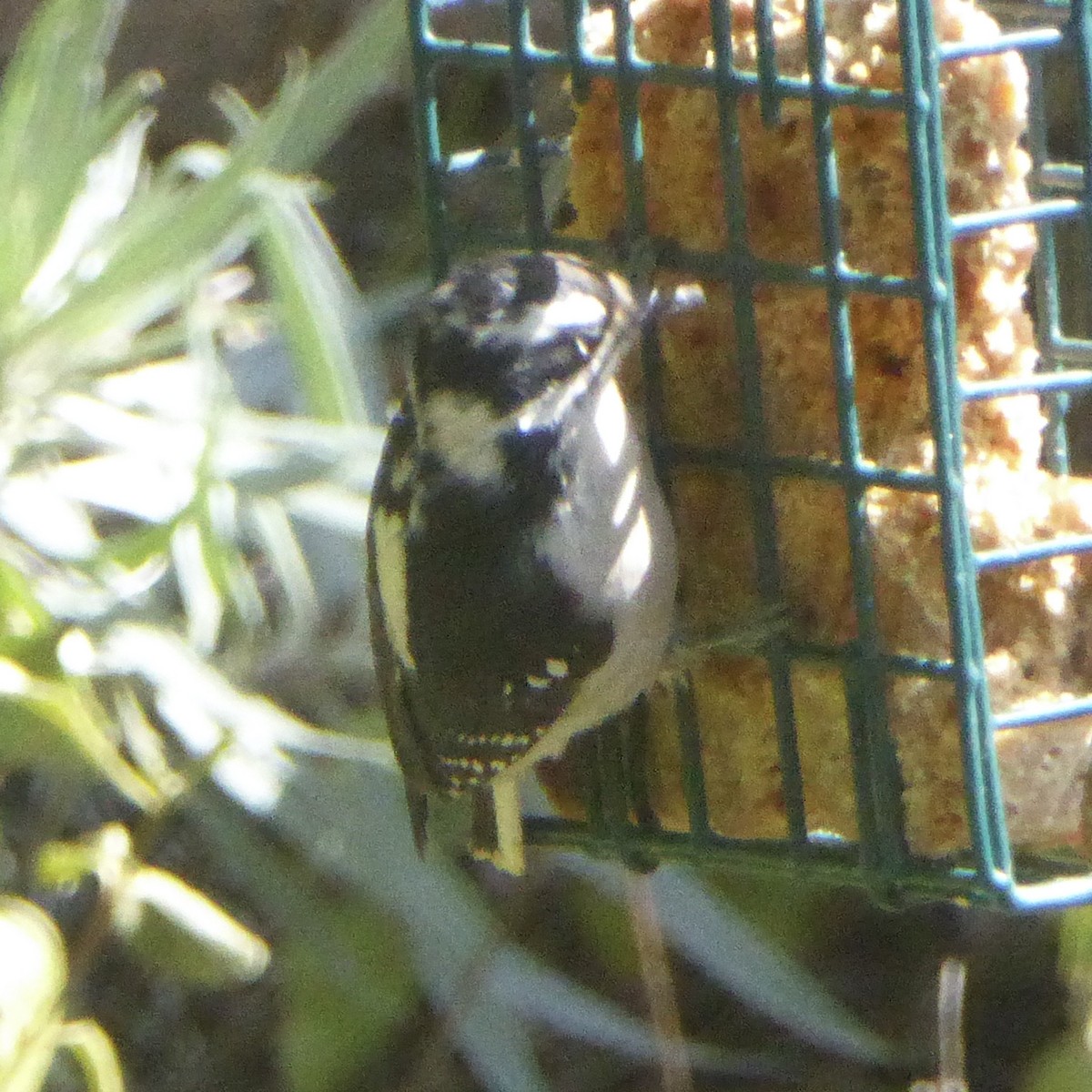 Downy Woodpecker - ML642457361