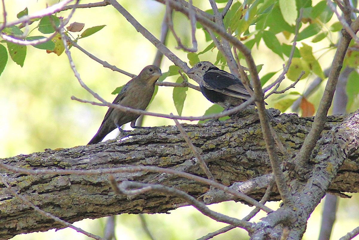 Brown-headed Cowbird - ML642457363