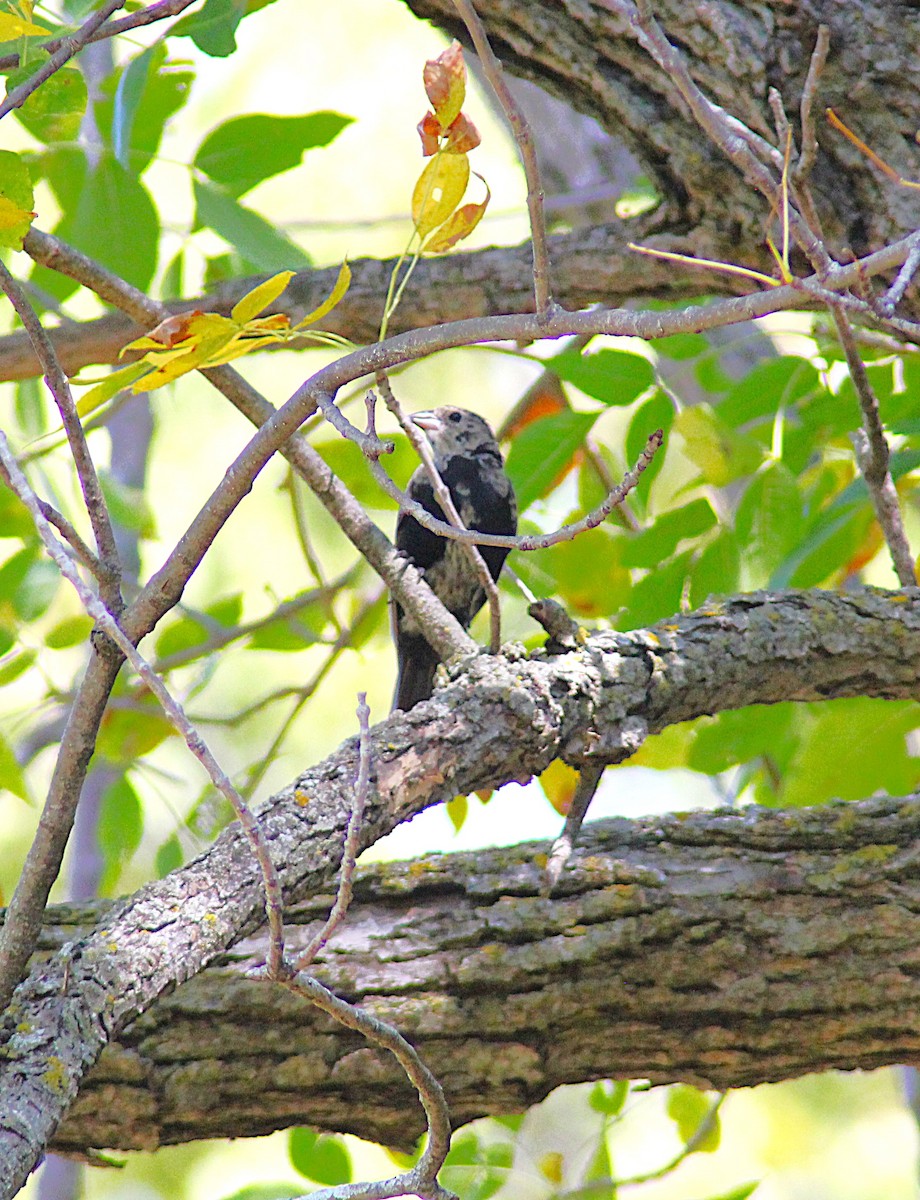 Brown-headed Cowbird - ML642457364