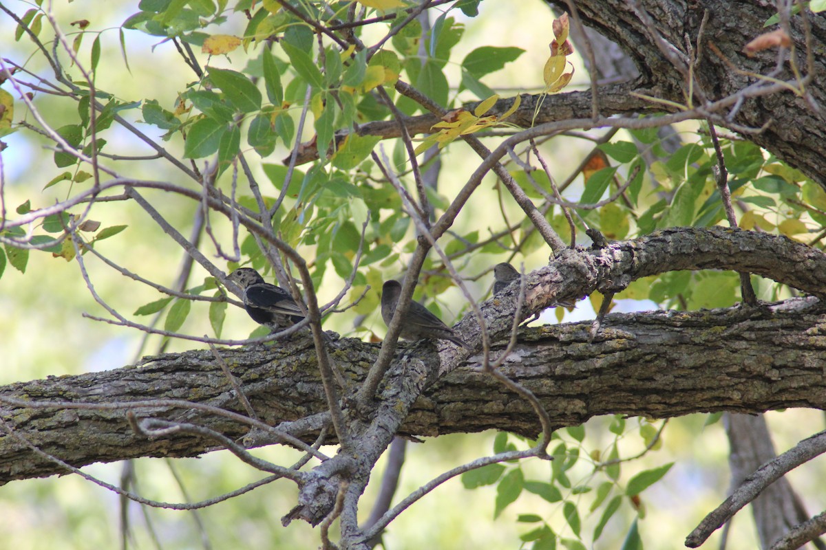 Brown-headed Cowbird - ML642457369