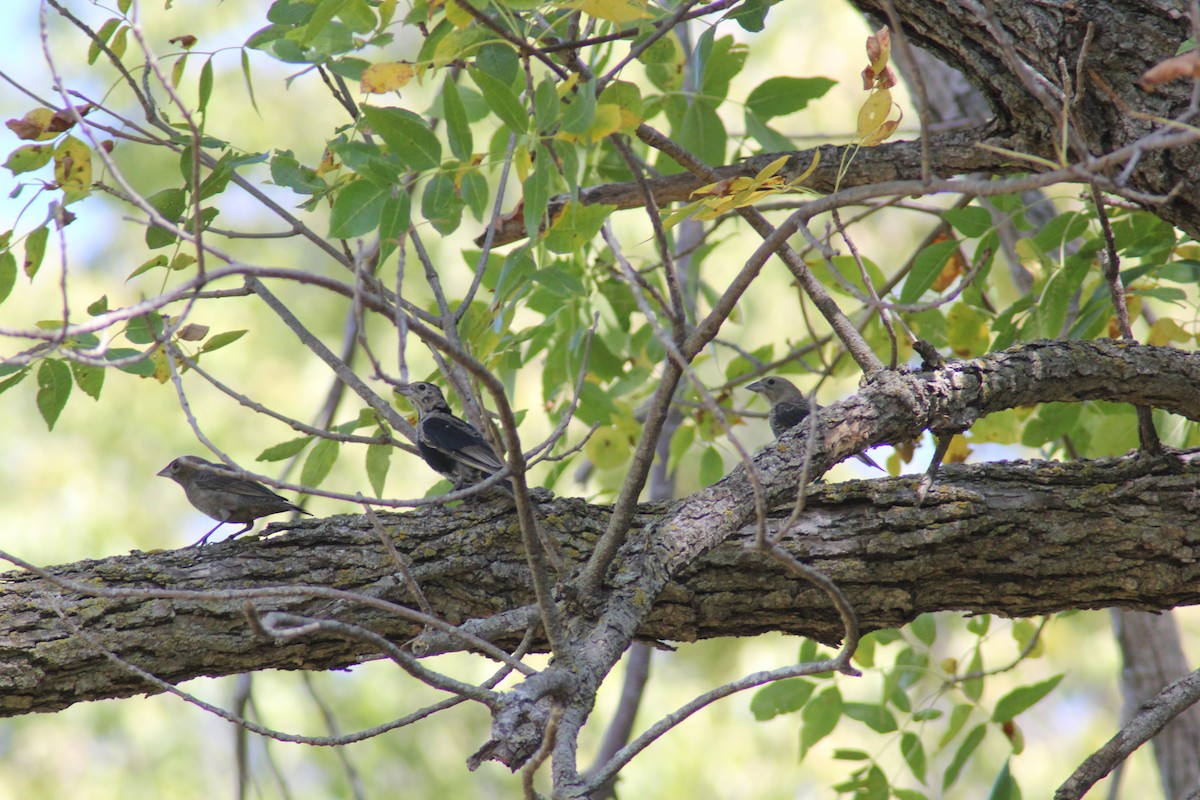Brown-headed Cowbird - ML642457370