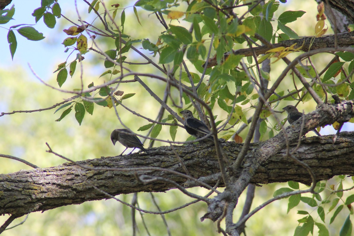Brown-headed Cowbird - ML642457373