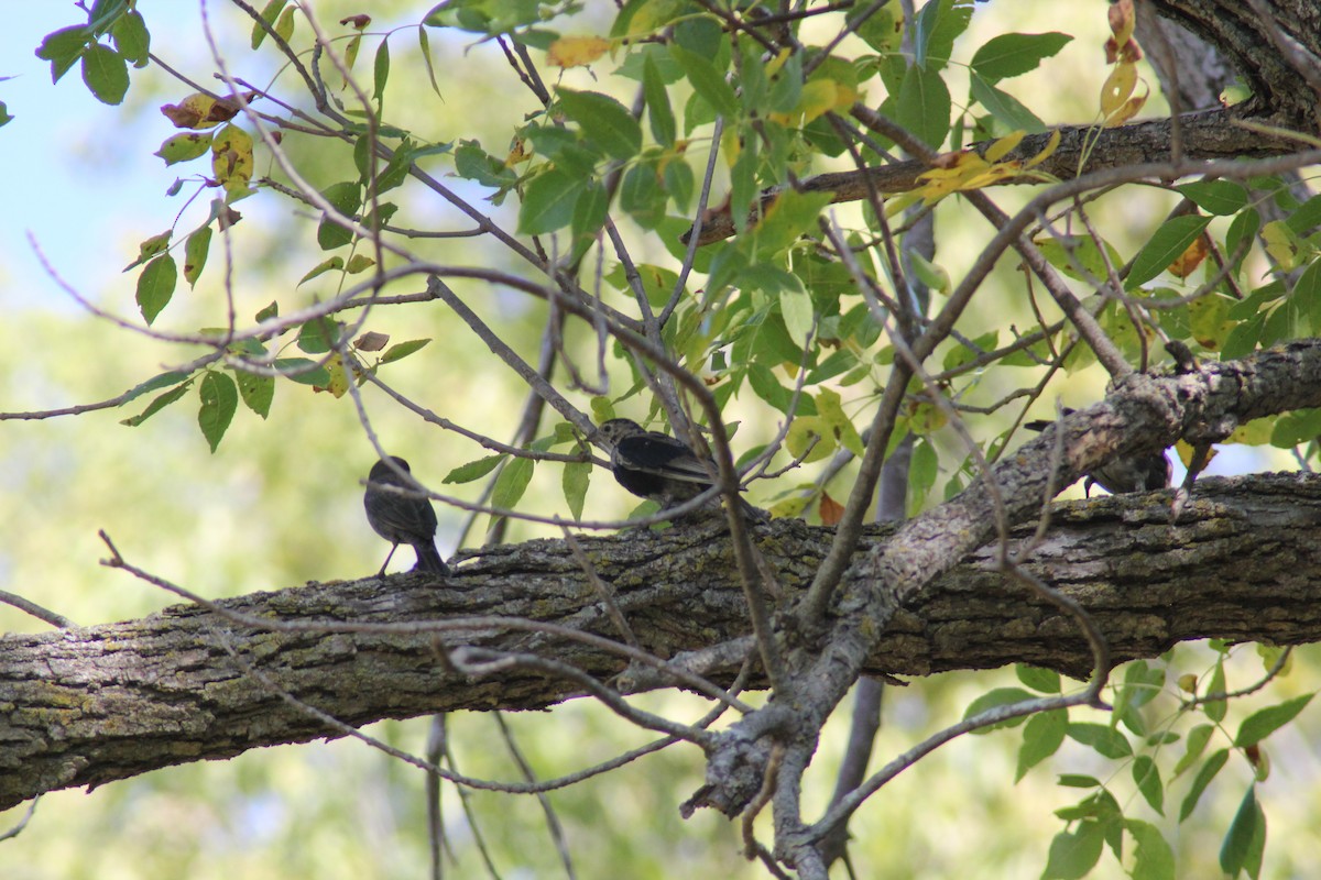 Brown-headed Cowbird - ML642457376