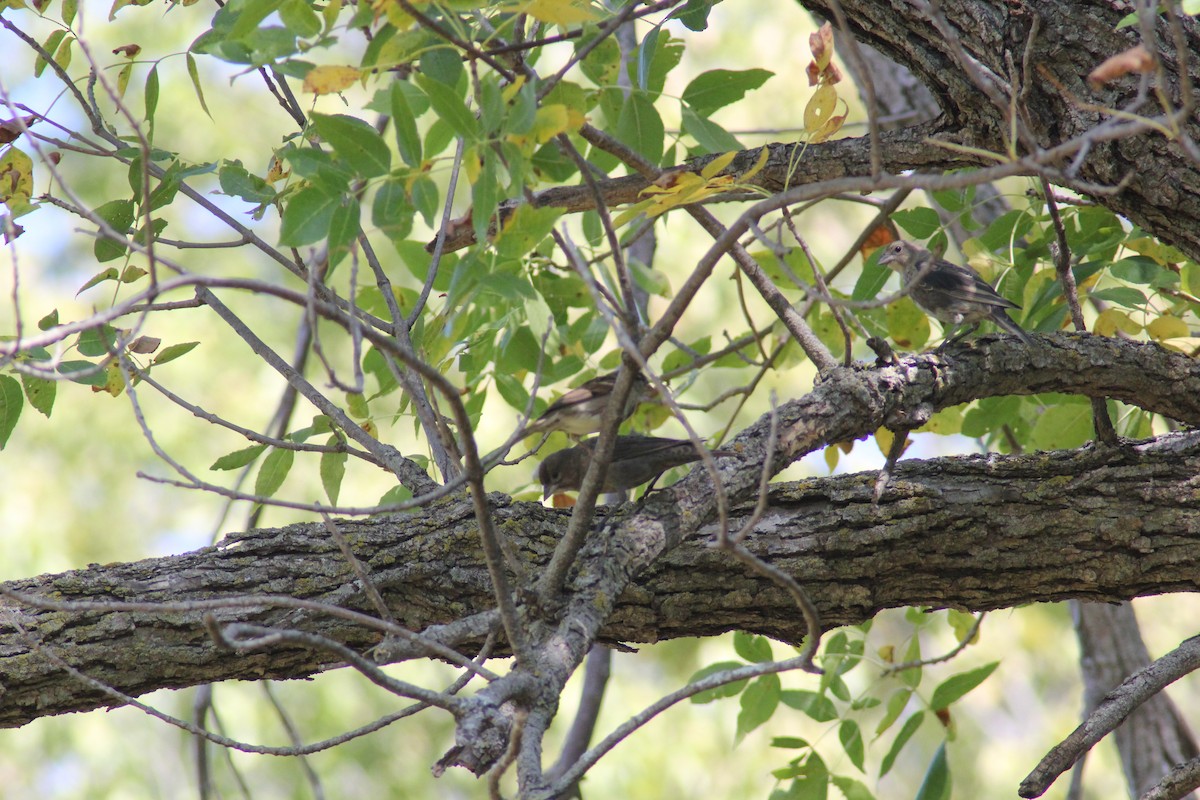 Brown-headed Cowbird - ML642457378
