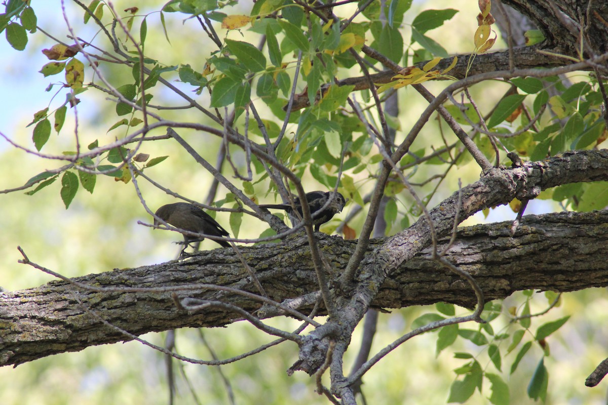 Brown-headed Cowbird - ML642457379