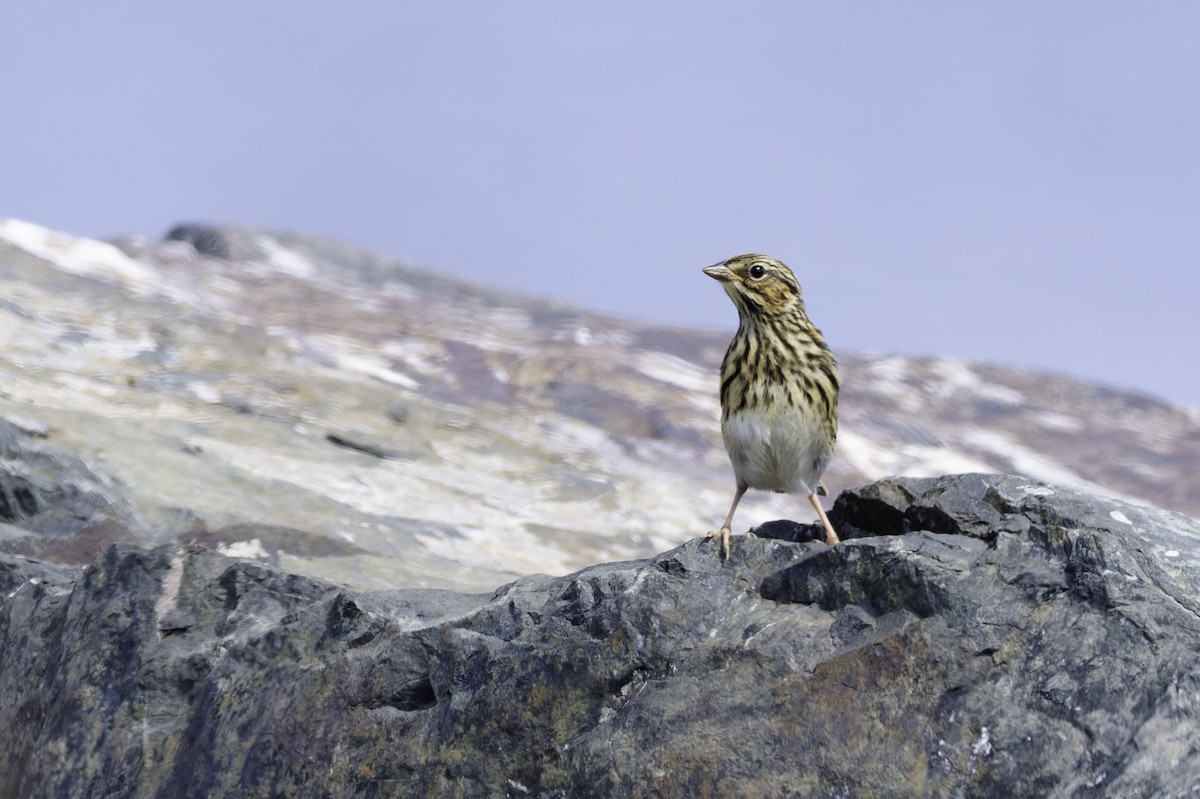 Lincoln's Sparrow - ML642457386
