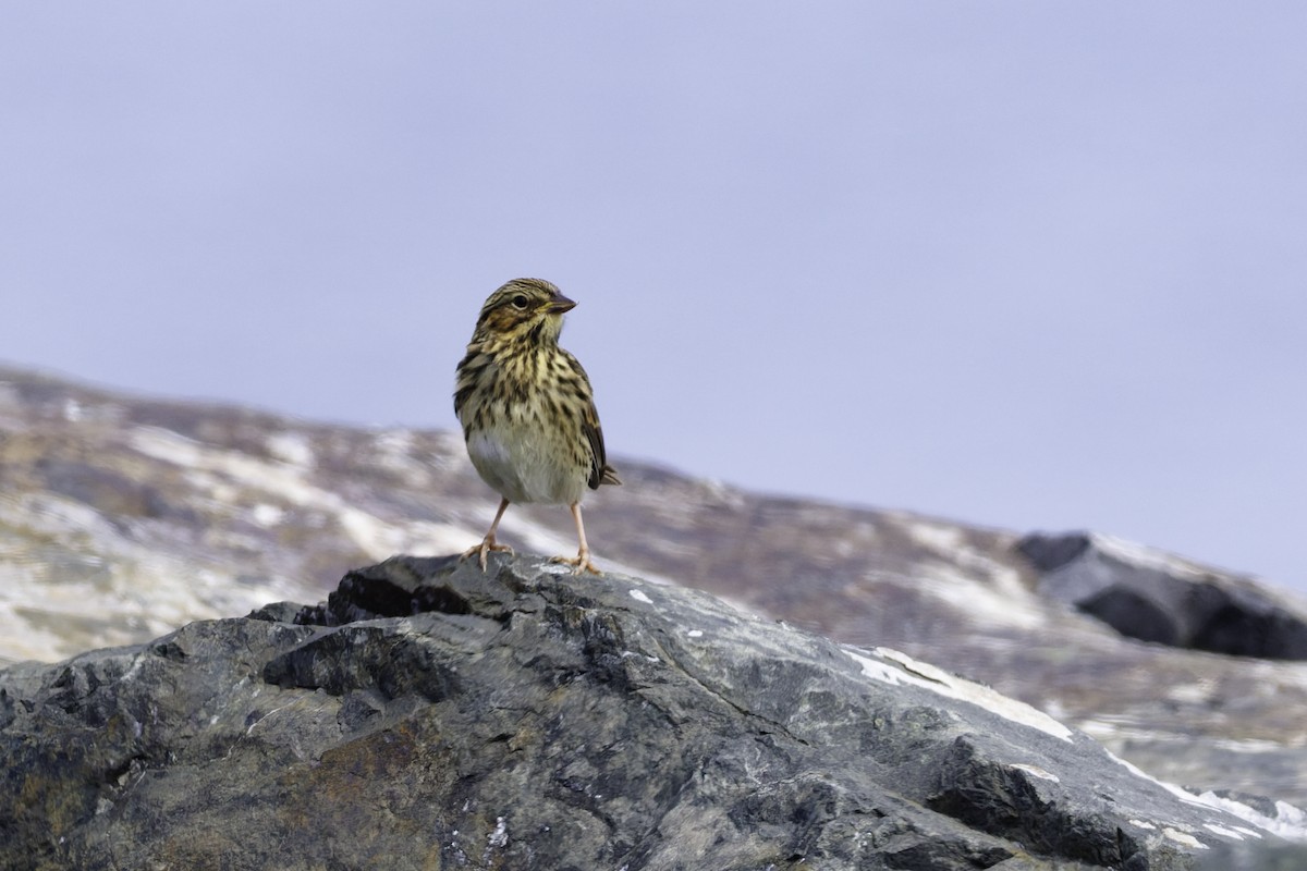Lincoln's Sparrow - ML642457387
