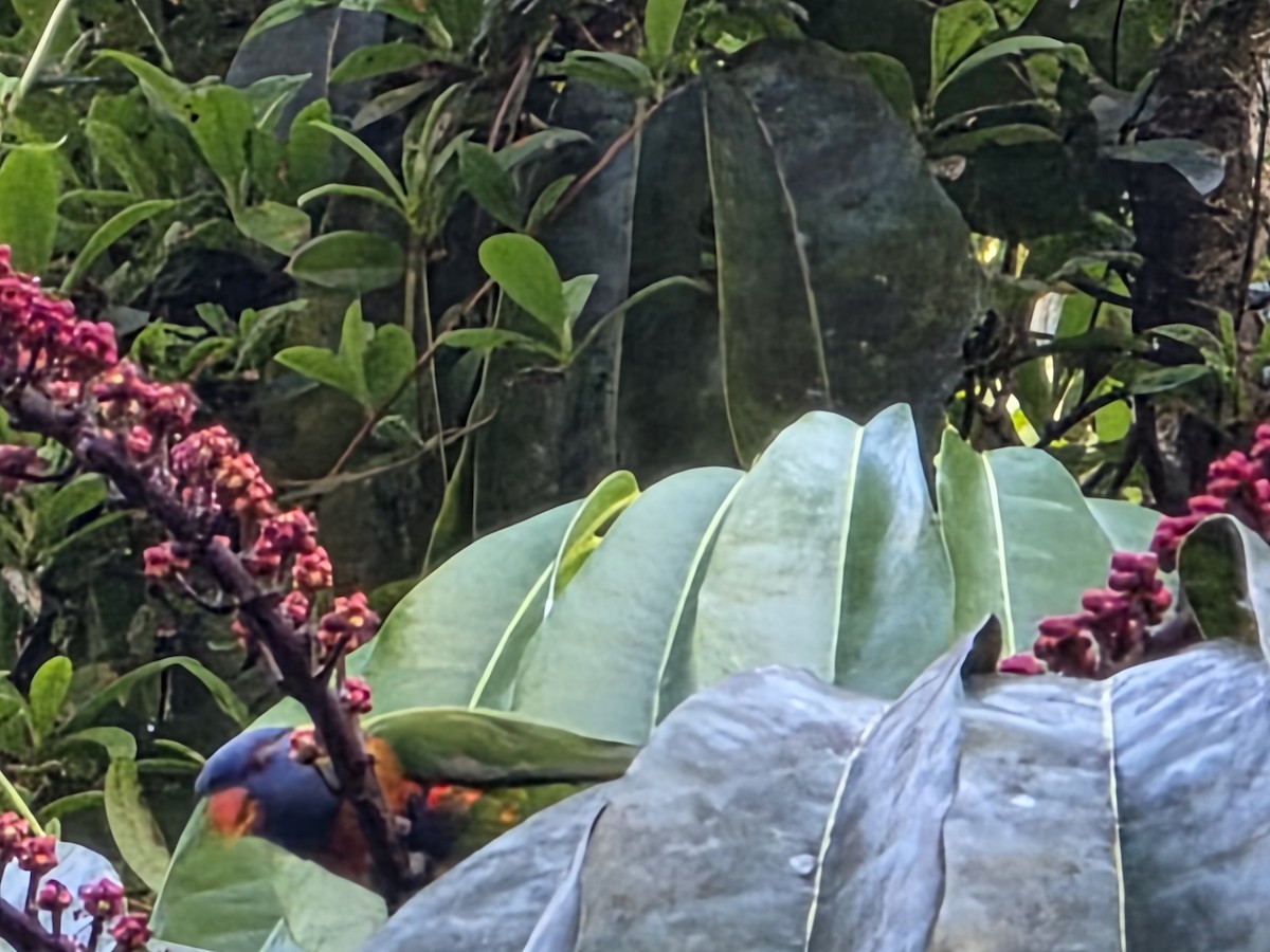 Rainbow Lorikeet - ML642457388