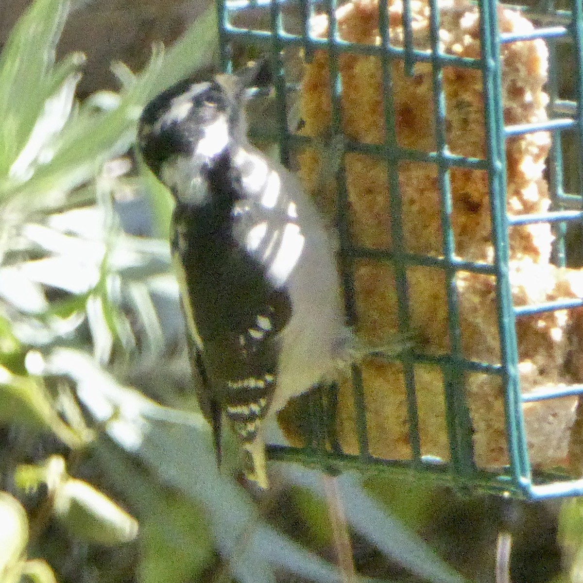 Downy Woodpecker - ML642457389