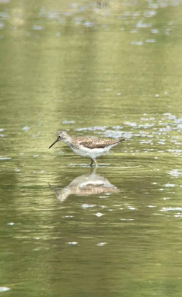 Solitary Sandpiper - ML642457392