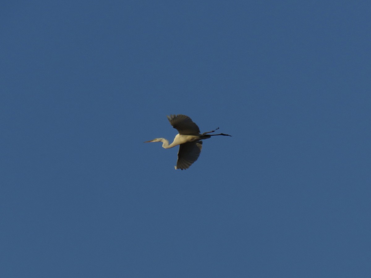 Great Egret - ML642457393
