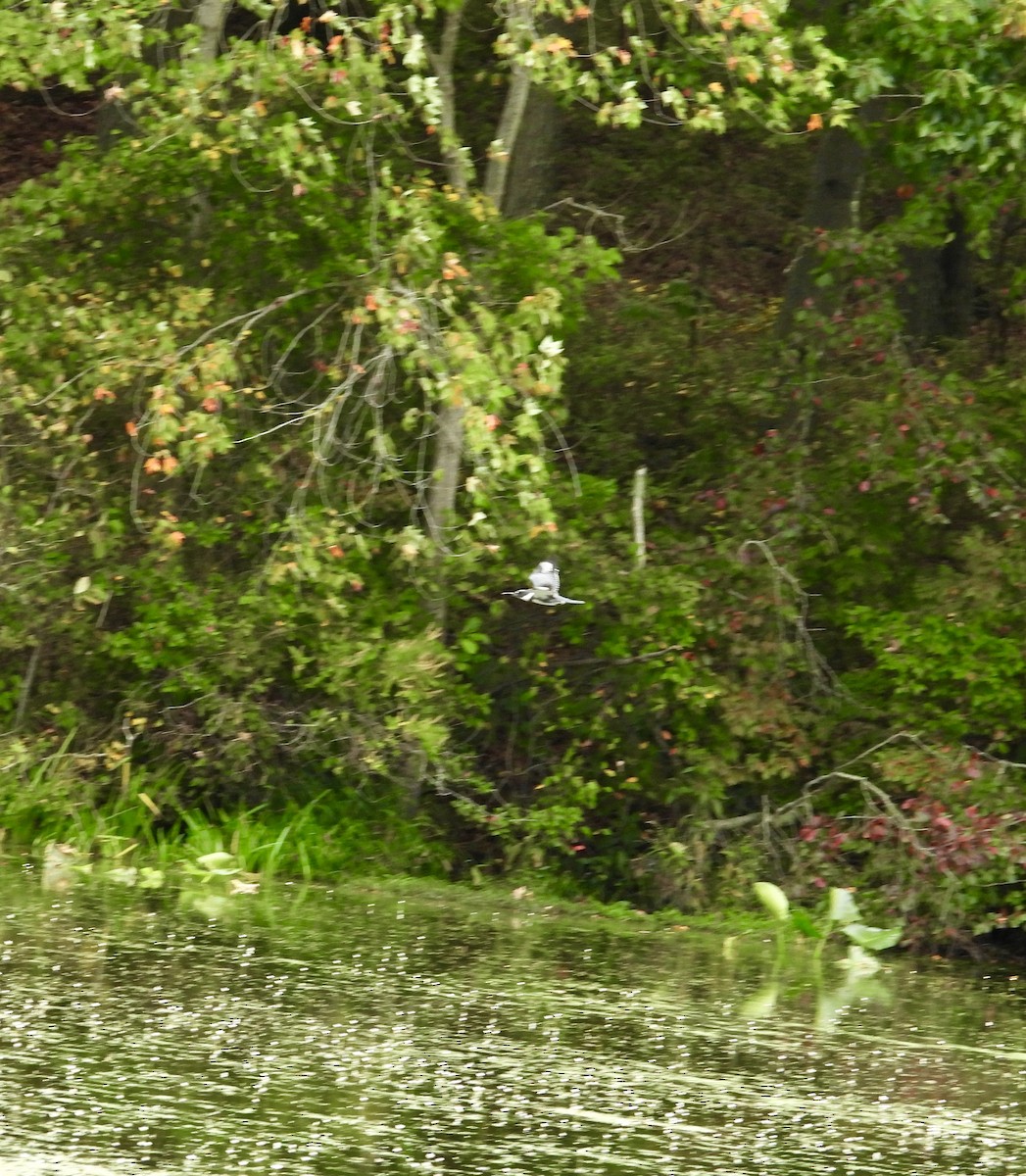 Belted Kingfisher - ML642457394