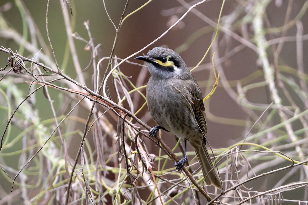 Yellow-faced Honeyeater - ML642457398