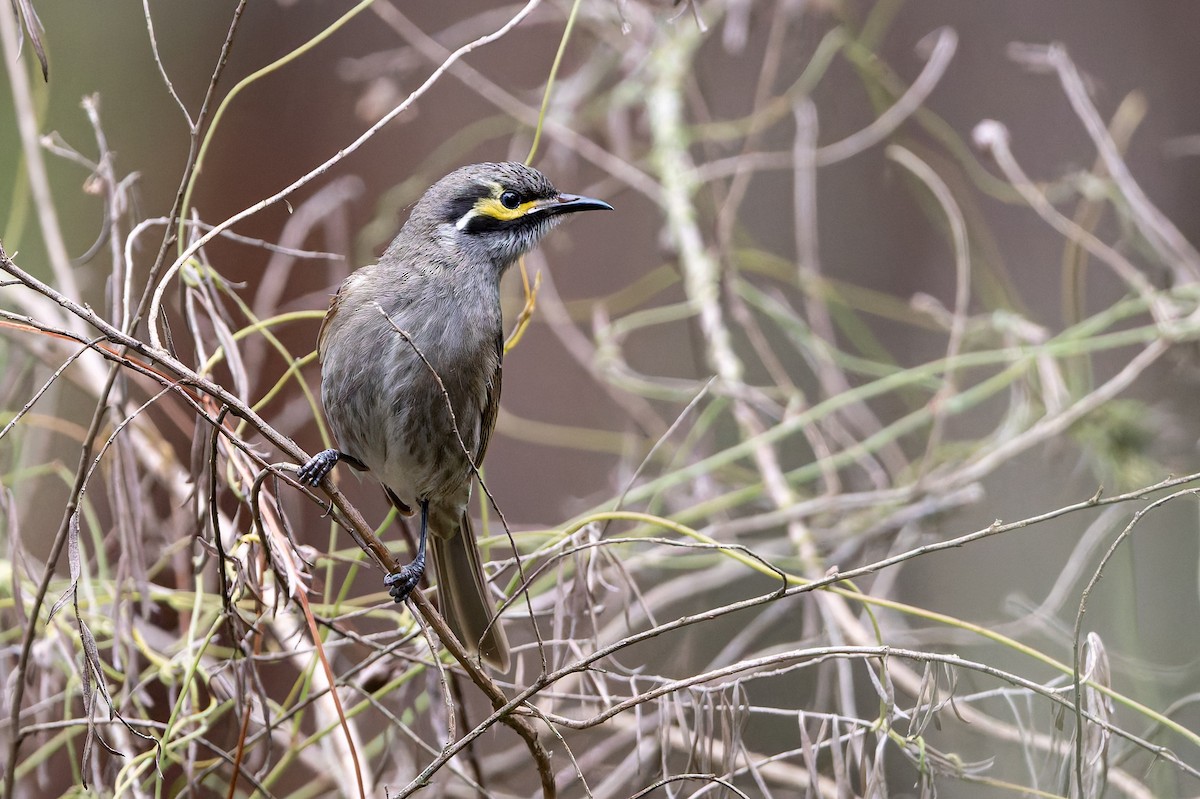 Yellow-faced Honeyeater - ML642457399