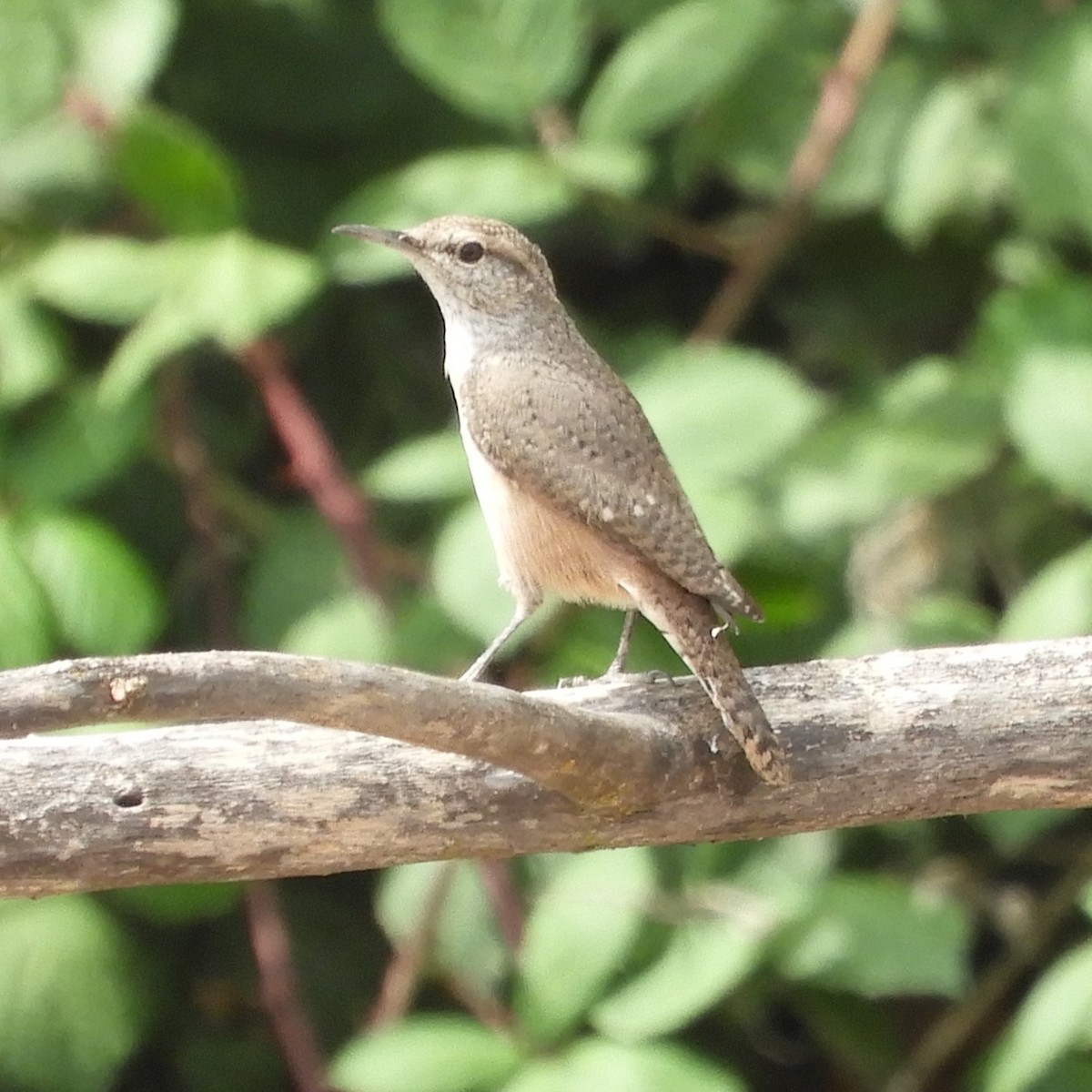 Rock Wren - ML642457400