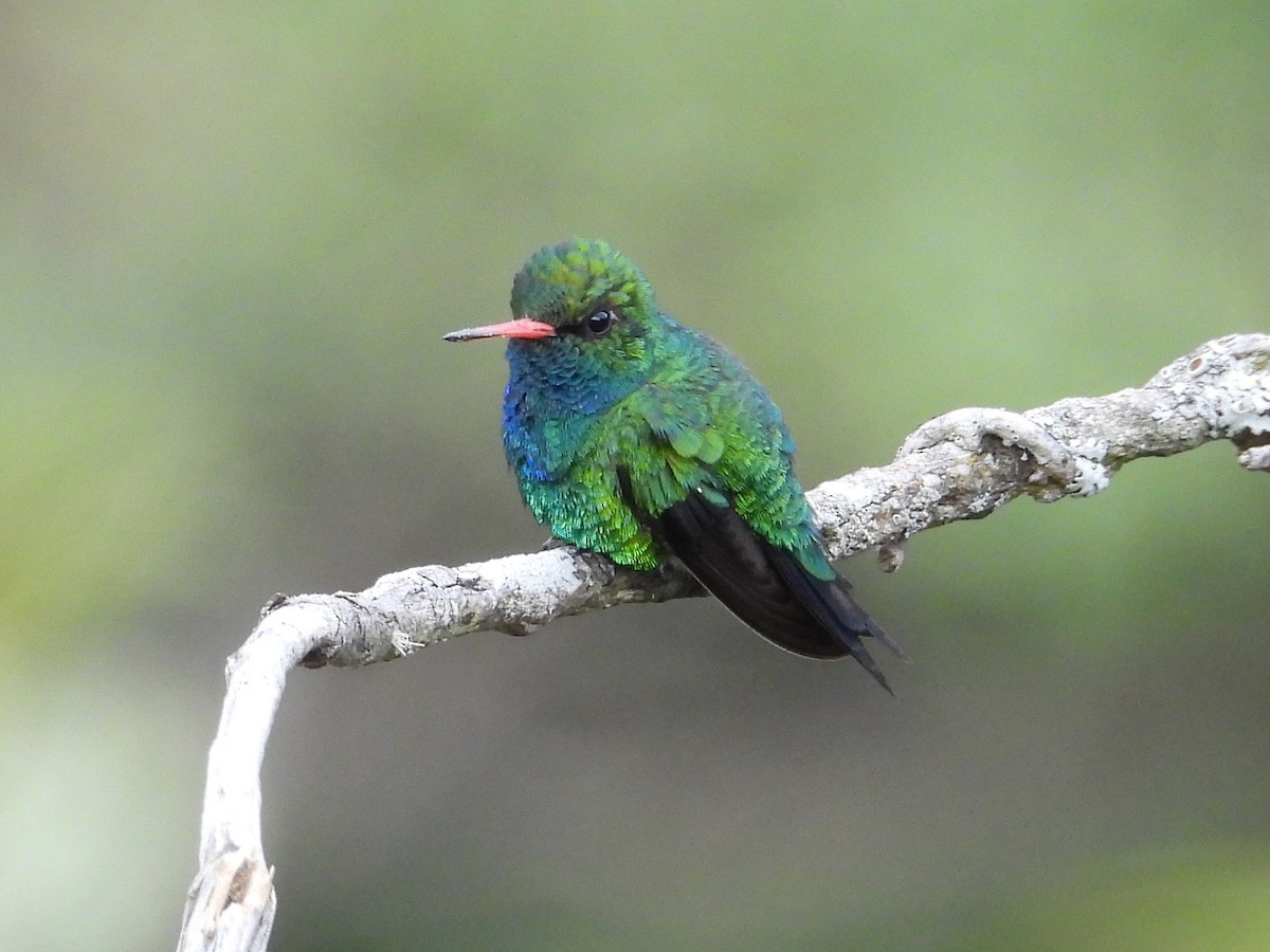 Glittering-bellied Emerald - ML642457418
