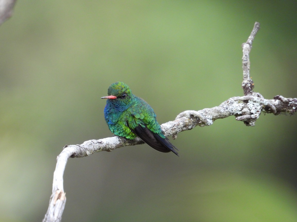 Glittering-bellied Emerald - ML642457419