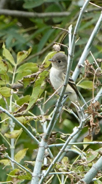 חטפית זעירה - ML642457426
