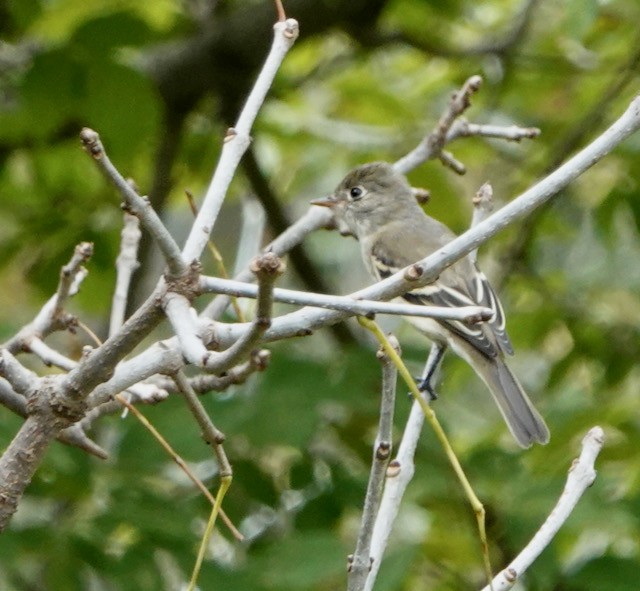 חטפית זעירה - ML642457428