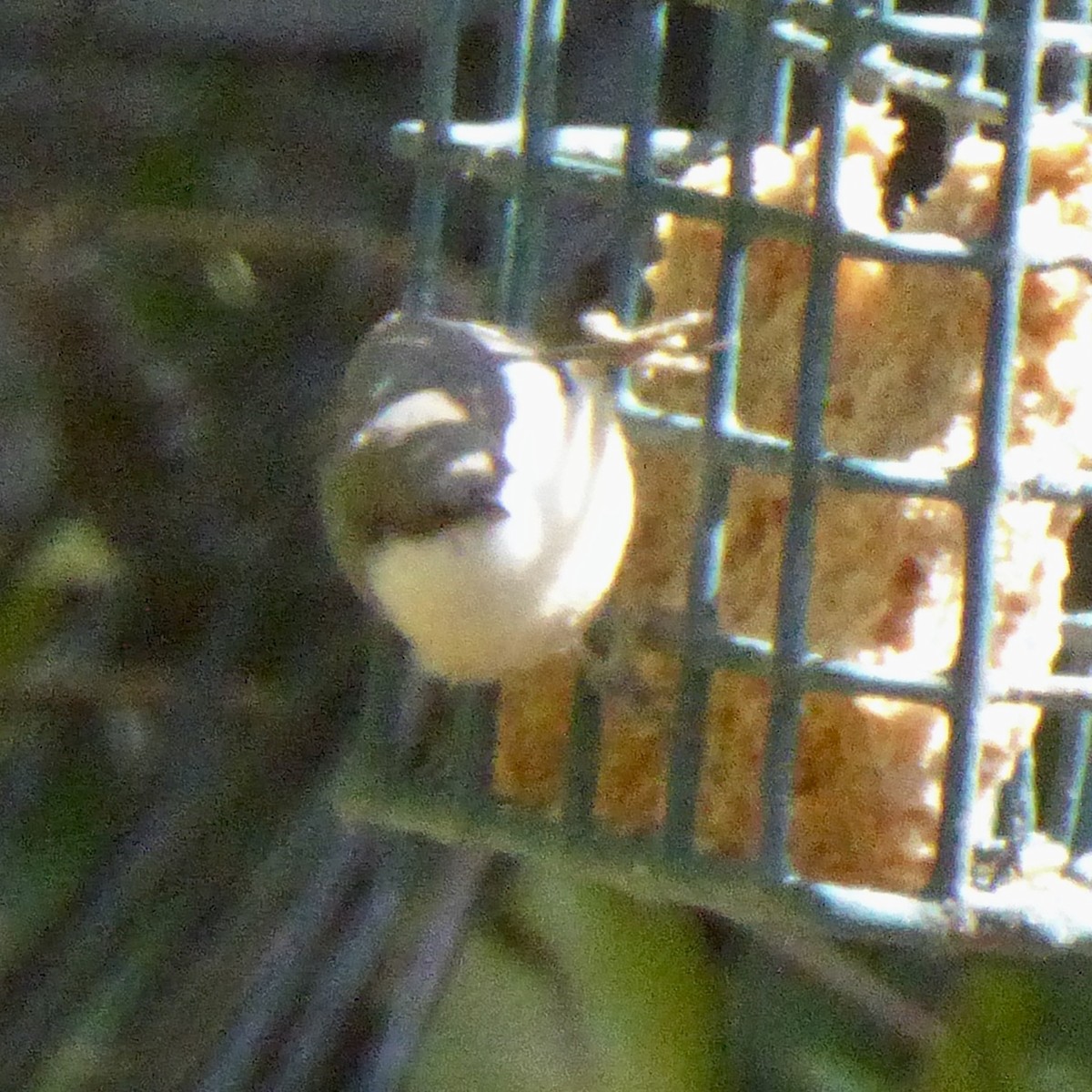 Pygmy Nuthatch - ML642457439