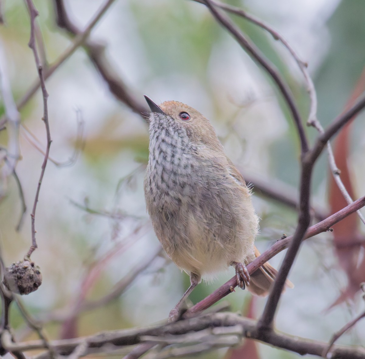 Brown Thornbill - ML642457441
