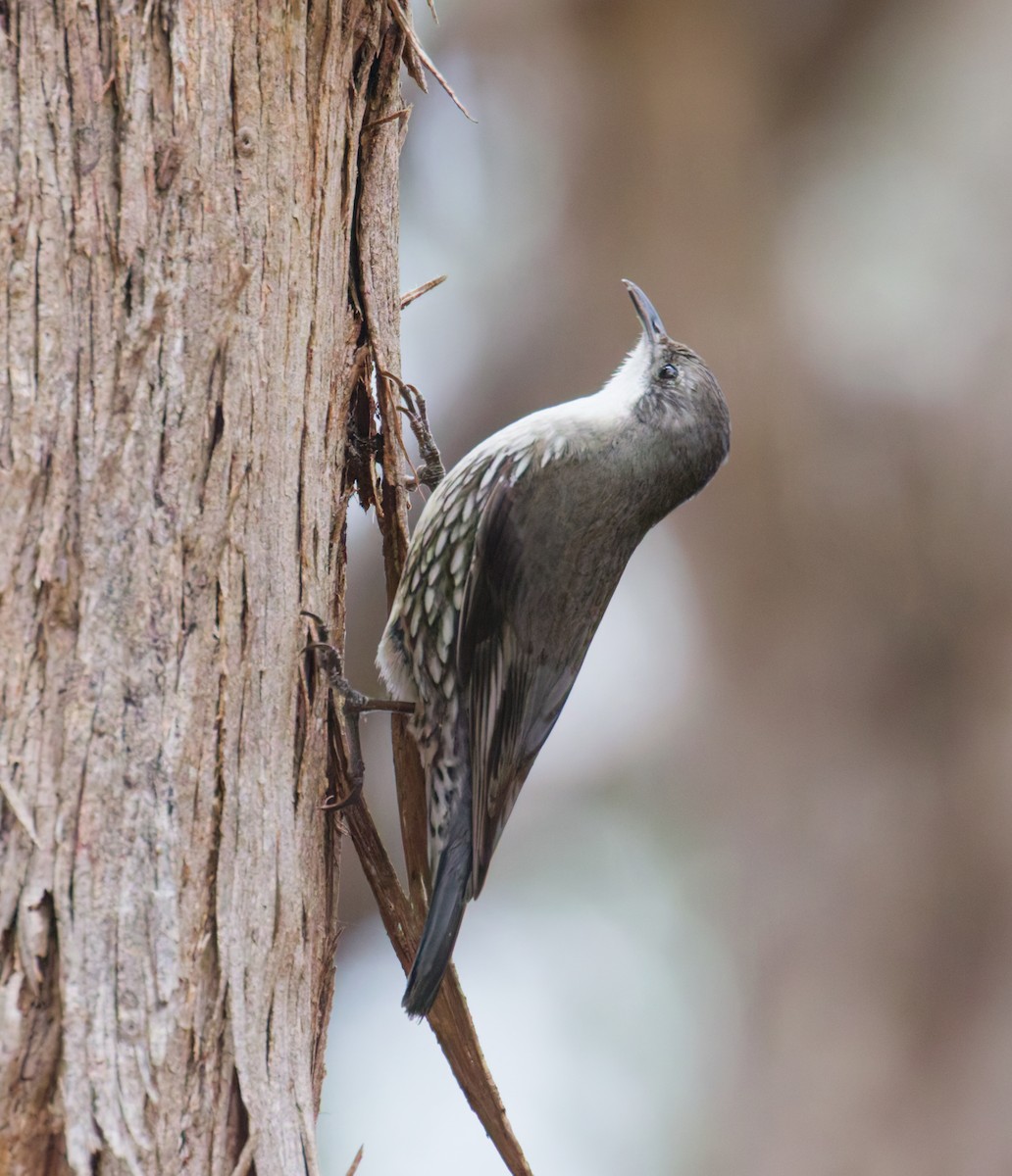 White-throated Treecreeper - ML642457443