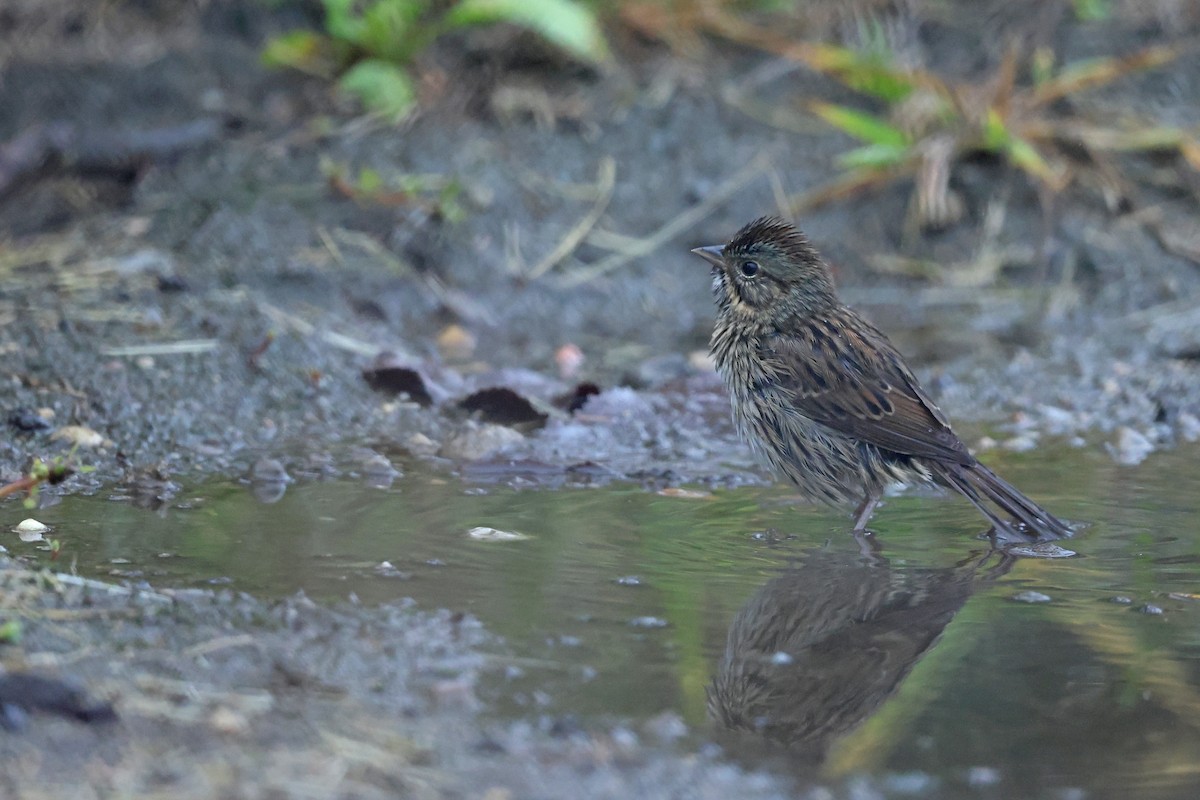 Lincoln's Sparrow - ML642457444