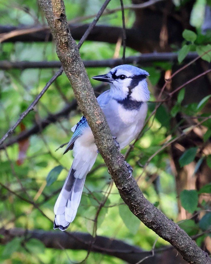 Blue Jay - ML642457445