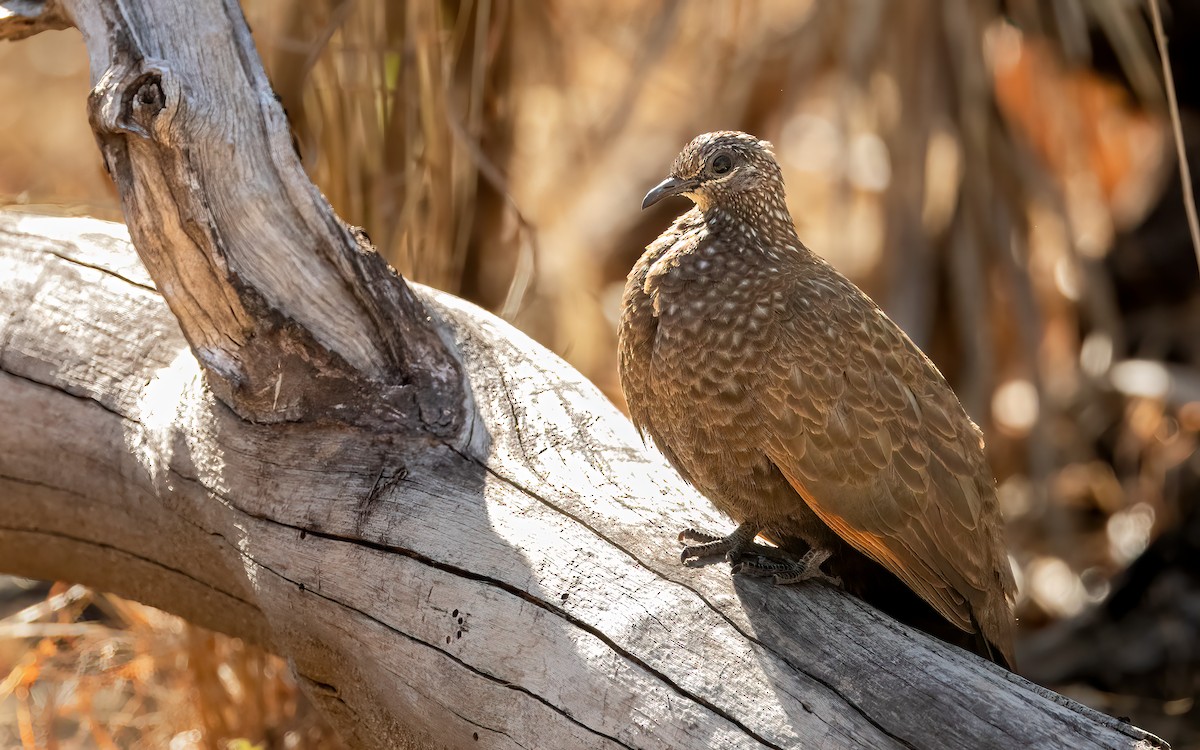 Chestnut-quilled Rock-Pigeon - ML642457446