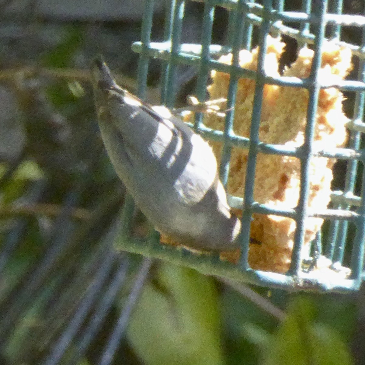 Pygmy Nuthatch - ML642457448