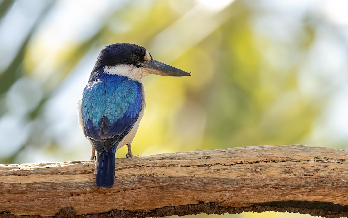 Forest Kingfisher - ML642457451