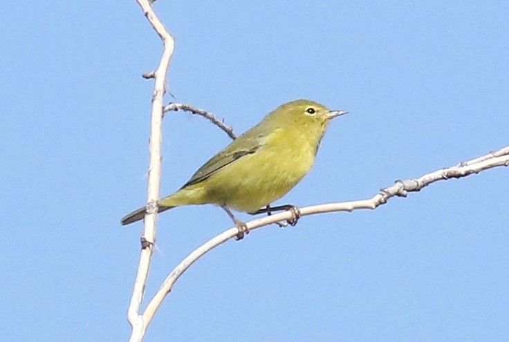 Orange-crowned Warbler (lutescens) - ML642457452