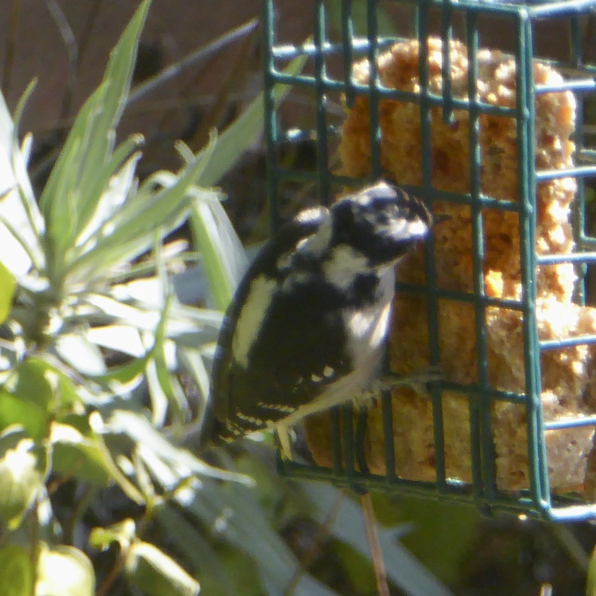 Downy Woodpecker - ML642457465