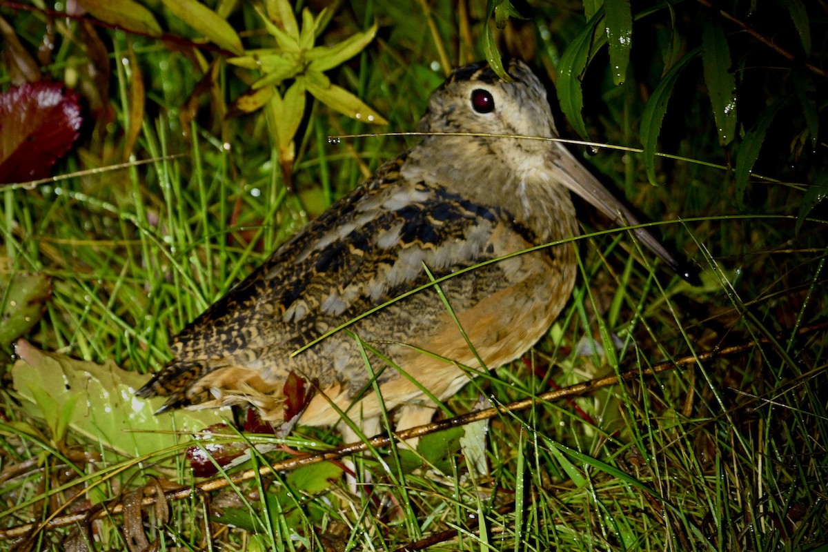American Woodcock - ML642457475