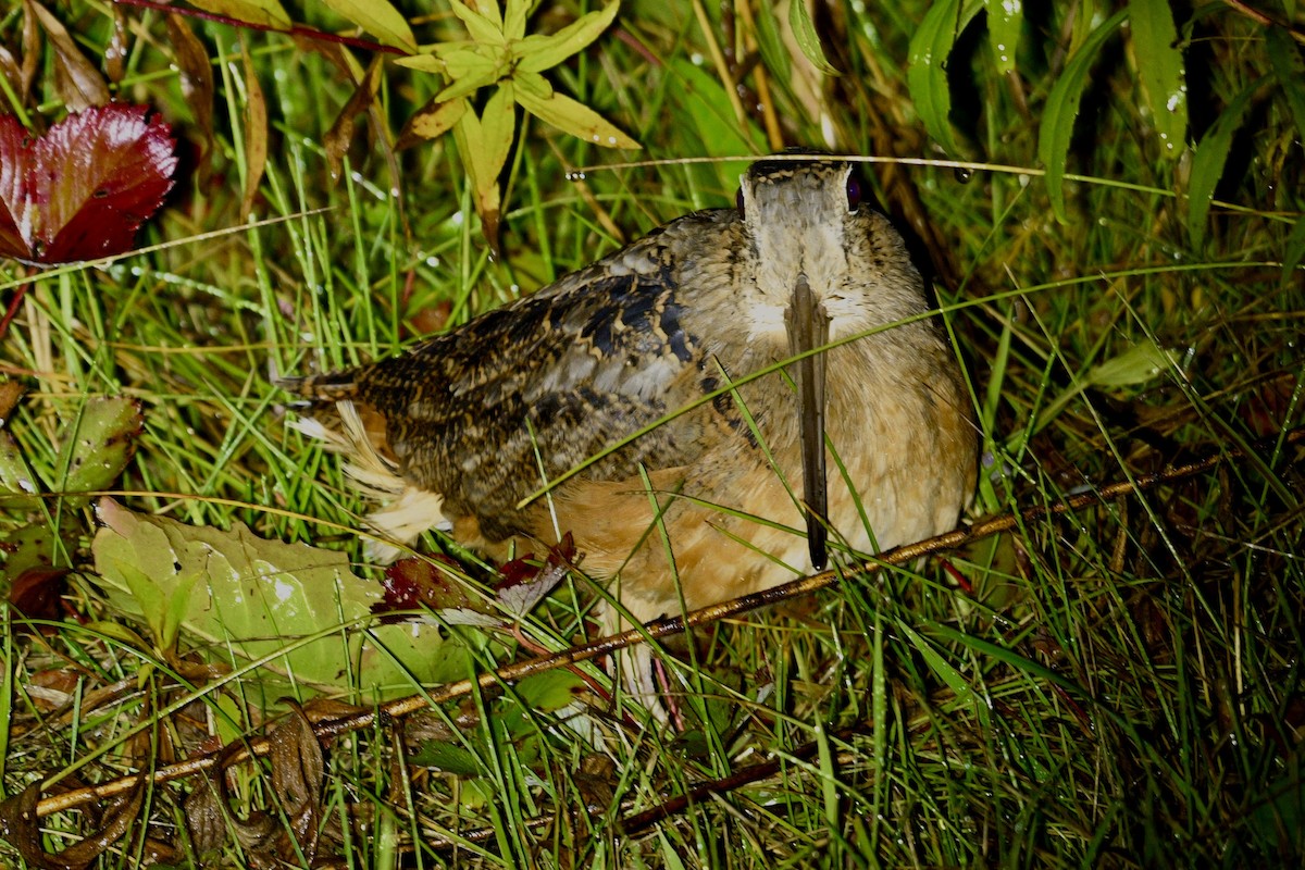 American Woodcock - ML642457476