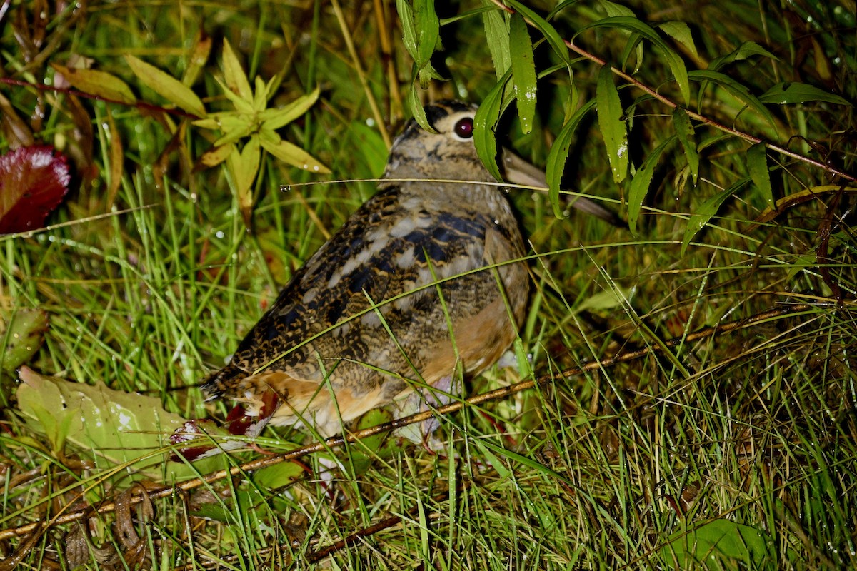 American Woodcock - ML642457477