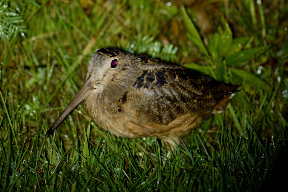 American Woodcock - ML642457479